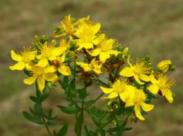 Iperico 788 0 099 Iperico